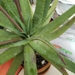 Aloe pictifolia ഇല