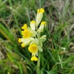 Primula veris花