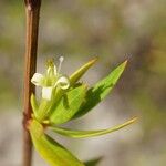 Ernodea littoralis Flor