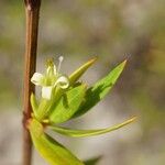 Ernodea littoralis പുഷ്പം