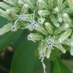 Austroeupatorium inulifolium Fleur