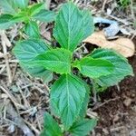 Ocimum carnosum Frunză