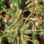 Trifolium suffocatum Libunga