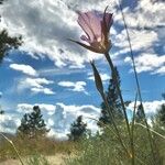 Calochortus macrocarpus Blad