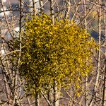 Viscum album Fruit