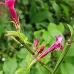 Jasminum beesianum Flor