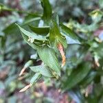 Ixanthus viscosus Fruto