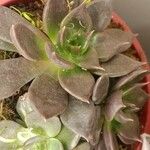 Echeveria affinis Ліст