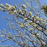 Prunus mume Blüte
