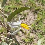 Solanum elaeagnifolium Flower