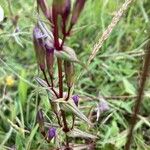 Gentianella amarella Hoja