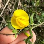 Cytisus arboreus Blomst