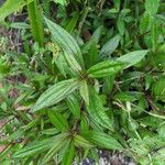 Ayapana triplinervis Leaf