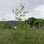 Conium maculatum Habit
