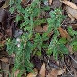 Teucrium chamaedrys 整株植物