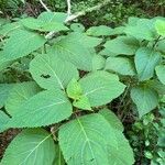 Collinsonia canadensis Hoja