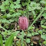 Fritillaria meleagris Blüte