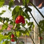 Capsicum baccatum Plod