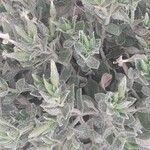 Silene succulenta Floro