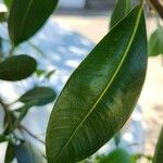 Ficus americana List