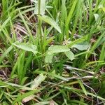 Stachys floridana Blad