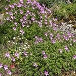 Erodium acaule Λουλούδι