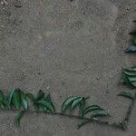 Tricalysia pallens 整株植物