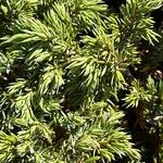 Juniperus squamata Leaf
