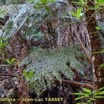 Culcita macrocarpa 形態