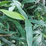x Sasinaria ramosa Likasa
