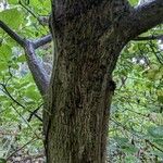 Cornus alternifolia кора