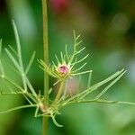 Cosmos bipinnatus Blad