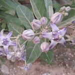 Calotropis gigantea 花