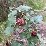 Rubus deliciosus Frutto