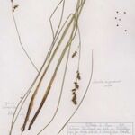 Carex appropinquata Hábito