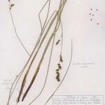 Carex appropinquata موطن