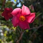 Mandevilla sanderiBloem