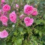 Rosa × damascena Žiedas