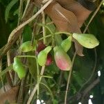 Syzygium guineense Frucht