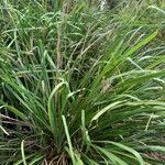 Lomandra longifolia Hoja