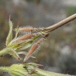 Erodium ciconium ᱡᱚ