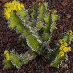 Euphorbia restricta Natur