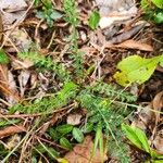 Achillea nobilisपत्ता