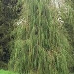 Dacrydium cupressinum Habit