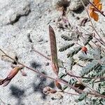 Hoffmannseggia glauca Fruit