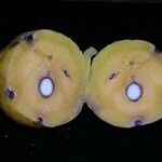 Garcinia dulcis Fruto