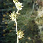 Onobrychis aequidentata Ffrwyth