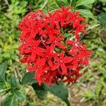 Rhodopentas parvifolia Flower