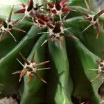 Ferocactus herrerae Leaf