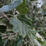 Populus × canescens Ліст
